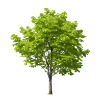 AI generated Common hazel bush clip art png