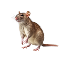 ai généré rat agrafe art png