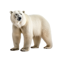 AI generated Polar bear clip art png