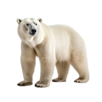 ai generiert Polar- Bär Clip Kunst png