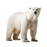 ai generado polar oso acortar Arte png