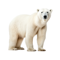 AI generated Polar bear clip art png