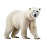 AI generated Polar bear clip art png