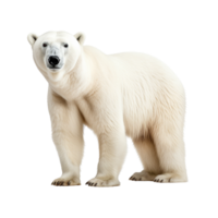 ai generiert Polar- Bär Clip Kunst png