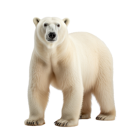 ai generado polar oso acortar Arte png