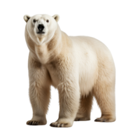 ai generato polare orso clip arte png