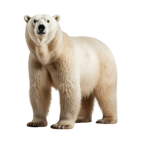 ai generiert Polar- Bär Clip Kunst png