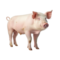 AI generated Pig clip art png