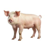 AI generated Pig clip art png