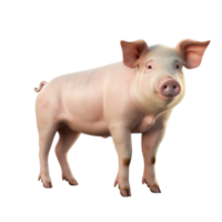 ai généré porc agrafe art png