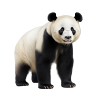 AI generated Panda clip art png
