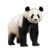 ai gerado panda grampo arte png