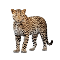 ai generado leopardo acortar Arte png