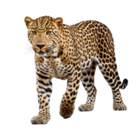 ai gerado leopardo grampo arte png
