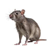 AI generated Rat clip art png