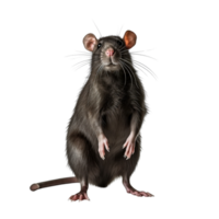 AI generated Rat clip art png