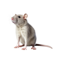 ai généré rat agrafe art png