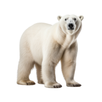 ai generiert Polar- Bär Clip Kunst png