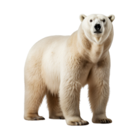 ai generiert Polar- Bär Clip Kunst png