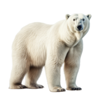 ai gerado polar Urso grampo arte png