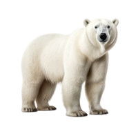 ai generato polare orso clip arte png