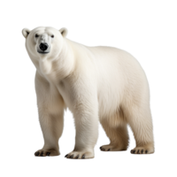 ai generiert Polar- Bär Clip Kunst png