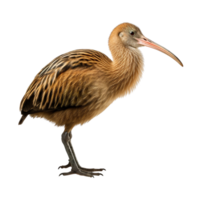 AI generated Kiwi bird clip art png