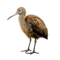 ai généré kiwi oiseau agrafe art png