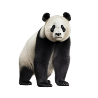 ai genererad panda klämma konst png