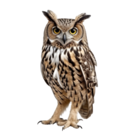 ai généré hibou oiseau agrafe art png