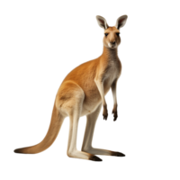 AI generated Kangaroo clip art png