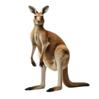 ai généré kangourou agrafe art png