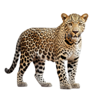 ai generado leopardo acortar Arte png