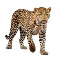 AI generated Leopard clip art png