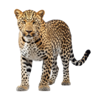 ai genererad leopard klämma konst png