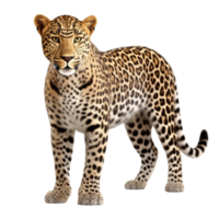 ai genererad leopard klämma konst png