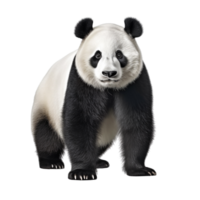 ai generato panda clip arte png