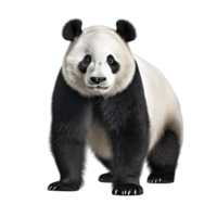 ai generato panda clip arte png