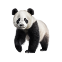 ai gegenereerd panda klem kunst png