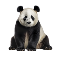 ai gegenereerd panda klem kunst png