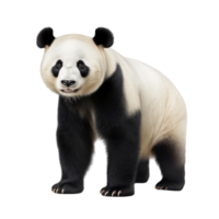 ai gegenereerd panda klem kunst png