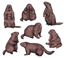 Set of marnots vector illustration. Realistic groundhogs in different positions. Cute marmot collection. Groundhog Day holiday elements. Vintage colored sketches isolated on white.