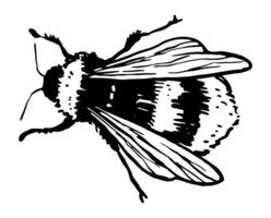 Bumblebee insect animal sketch. Hand drawn vector illustration. Retro engraving style clipart isolated on white background.