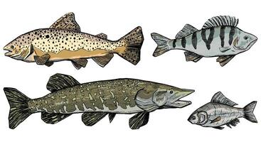 Trout, Perch, Pike, Crucian collection isolated on white. Set of hand drawn vector illustration. Realistic ink sketches of river fish. Colored vintage graphic elements for design, print, card, poster.