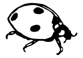 Ladybug insect animal sketch. Hand drawn vector illustration. Retro engraving style clipart isolated on white background.