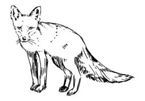 Realistic sketch of fox. Doodle of forest wild animal. Hand drawn vector illustration. Single drawing isolated on white. Element for design, decor.