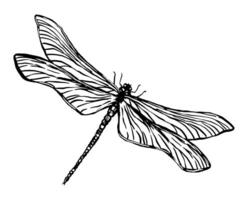 volador libélula, insecto animal bosquejo. mano dibujado vector ilustración. retro grabado estilo clipart aislado en blanco antecedentes.