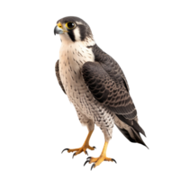 AI generated Falcon bird clip art png