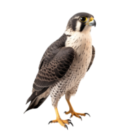 AI generated Falcon bird clip art png