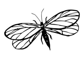 Flying bug, insect animal sketch. Hand drawn vector illustration. Retro engraving style clipart isolated on white background.